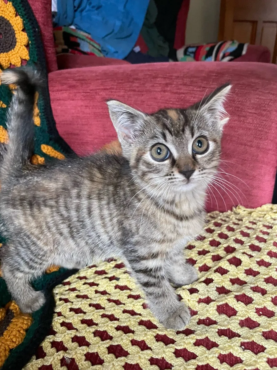 British shorthair X - Image 2