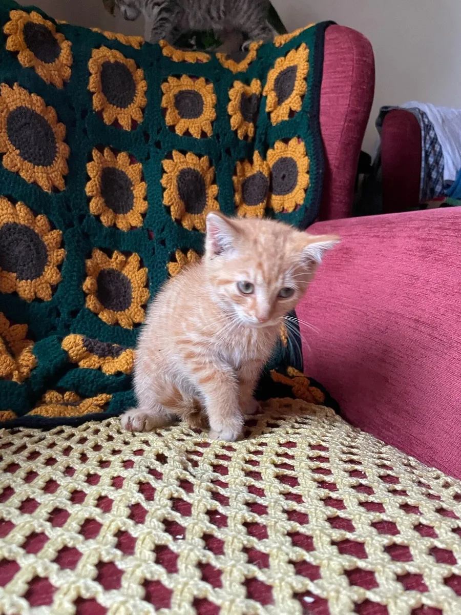 British shorthair X - Image 4