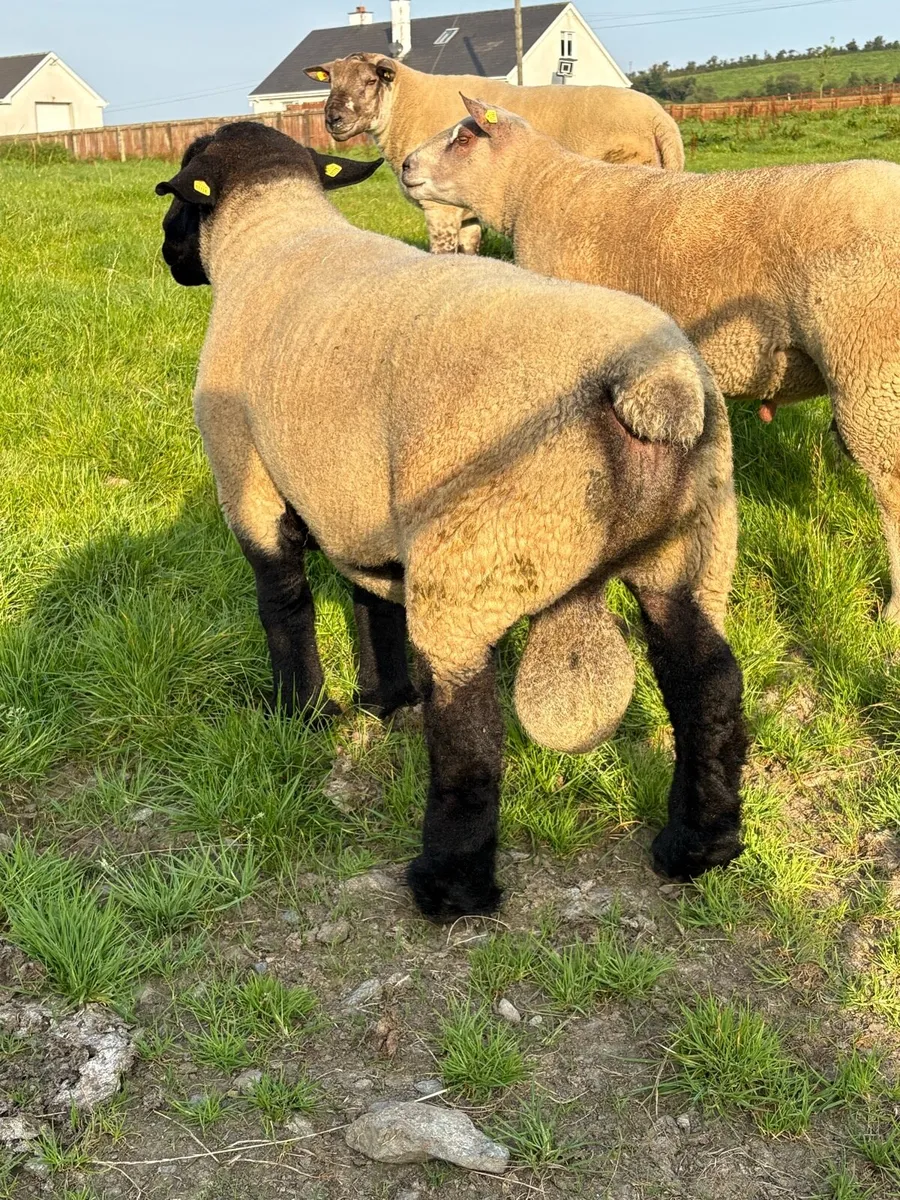 Suffolk stock ram - Image 1