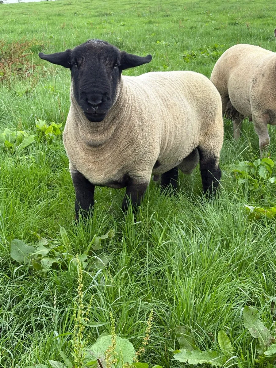 Suffolk stock ram - Image 2