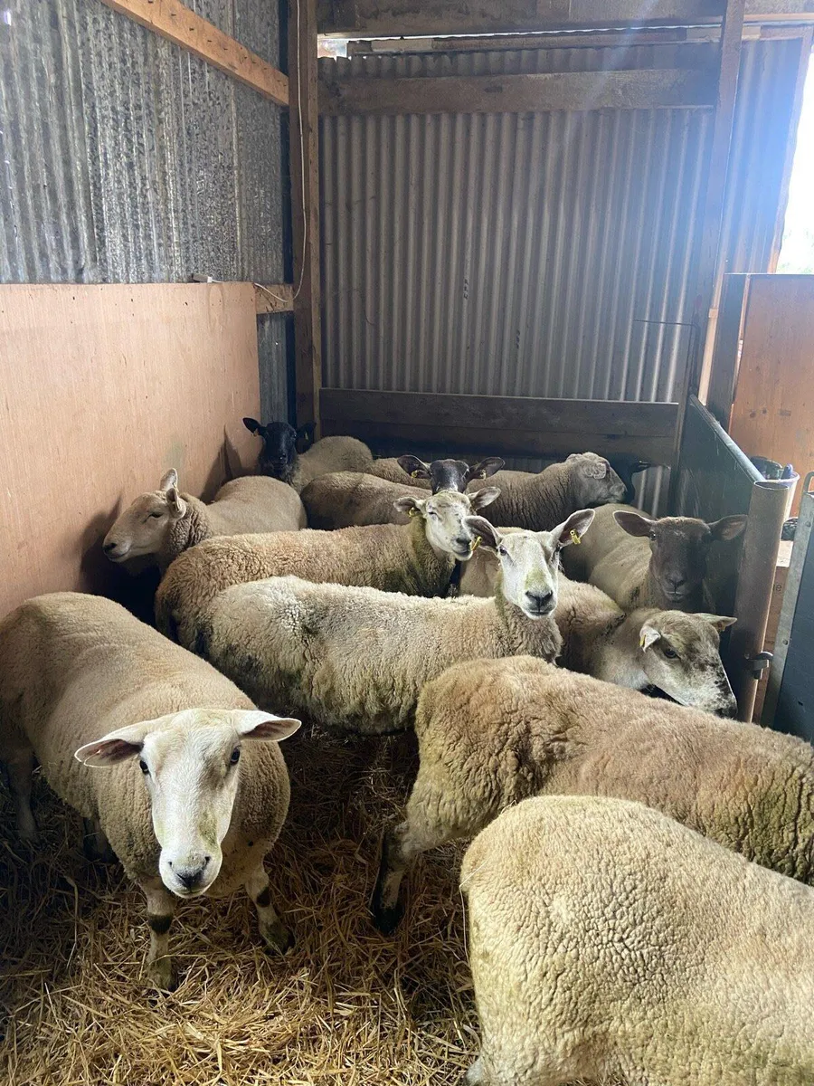 Breeding Ewes + hoggets - Image 1
