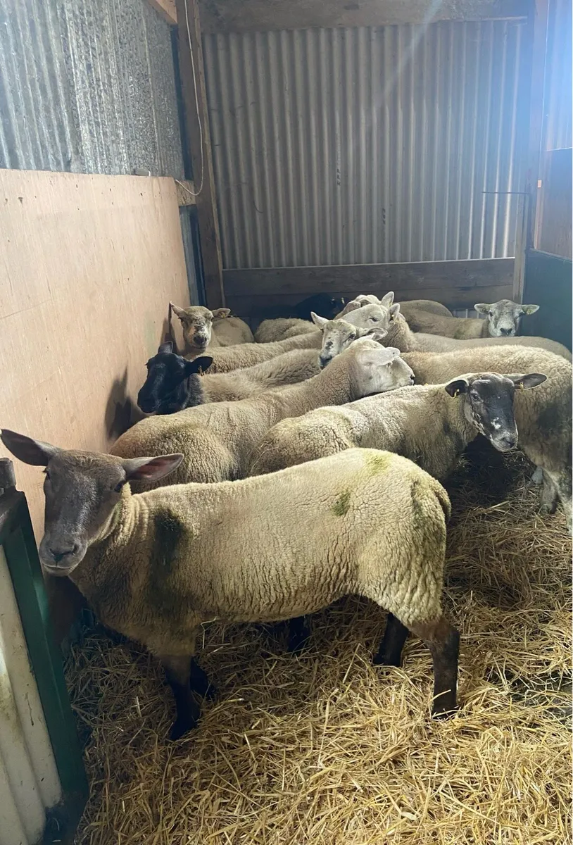 Breeding Ewes + hoggets - Image 2