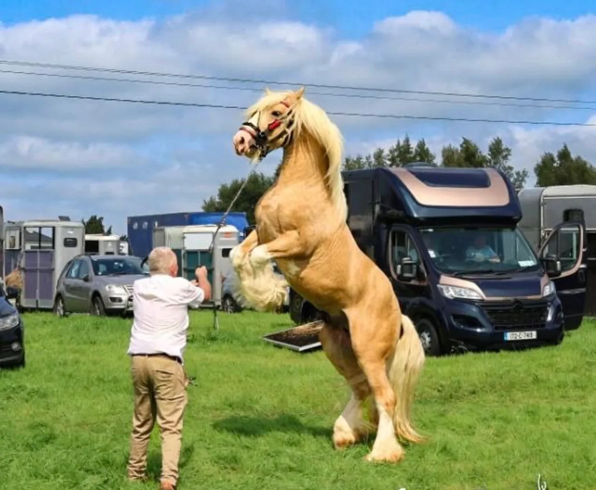 Stallion At Stud - Image 1
