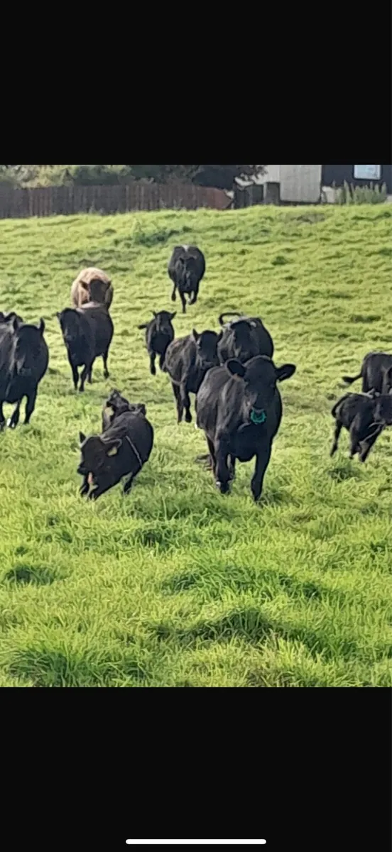 Dexter cows and calves