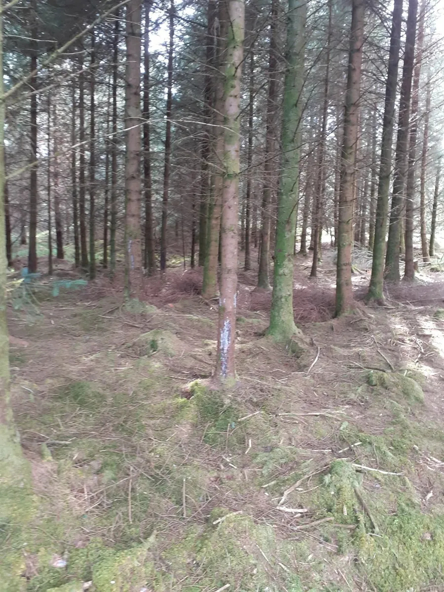 Standing timber - Image 2
