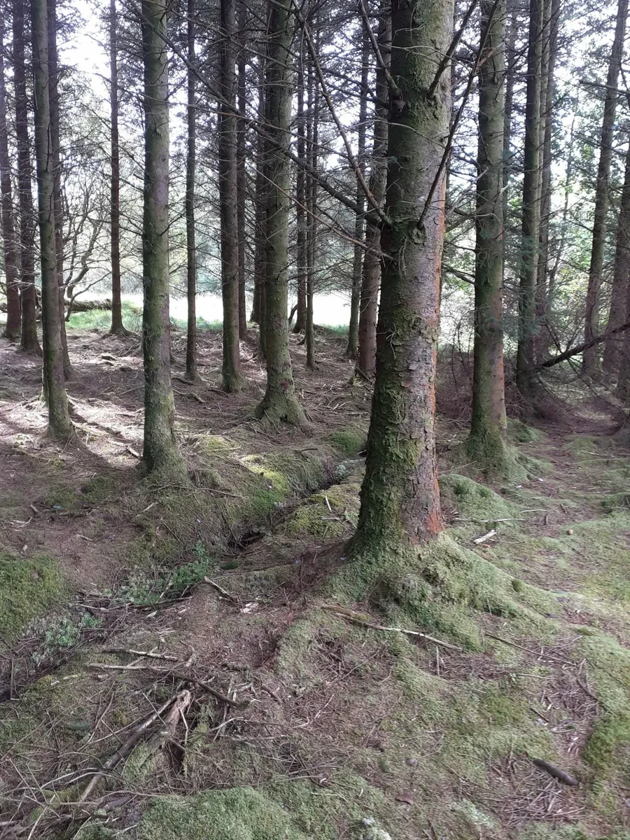 Standing timber - Image 1