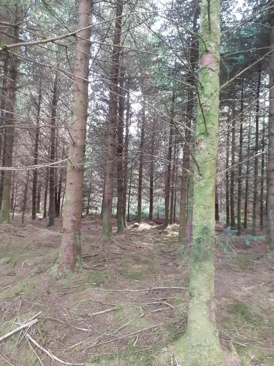 Standing timber - Image 3