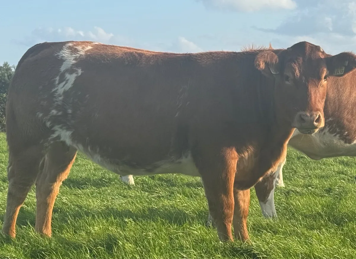 Quality Breeding Heifers Carrigallen Mart 18/08/25 - Image 1