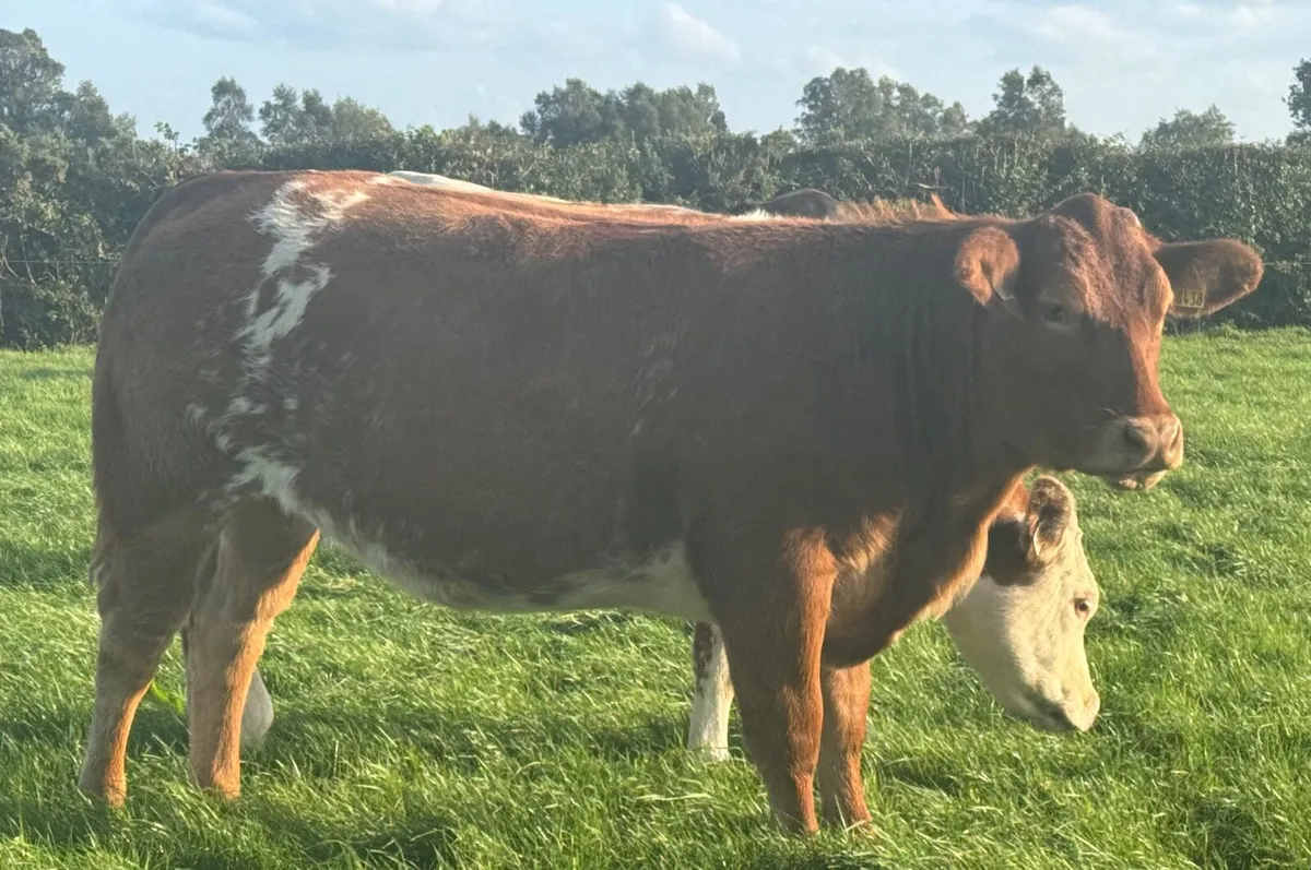 Quality Breeding Heifers Carrigallen Mart 18/08/25 - Image 2