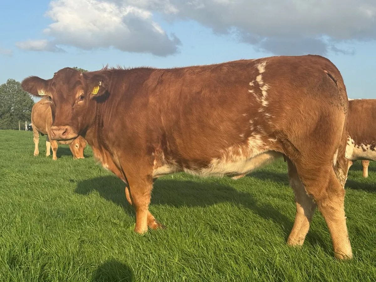Quality Breeding Heifers Carrigallen Mart 18/08/25 - Image 3