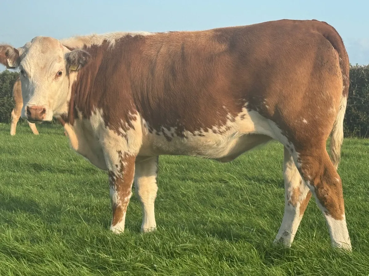 Quality Breeding Heifers Carrigallen Mart 18/08/25 - Image 4