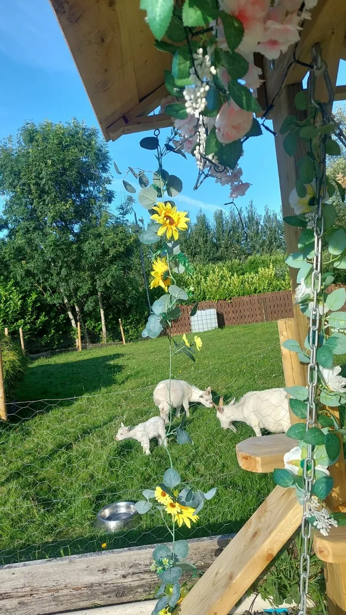Pygmy Goats - Image 3