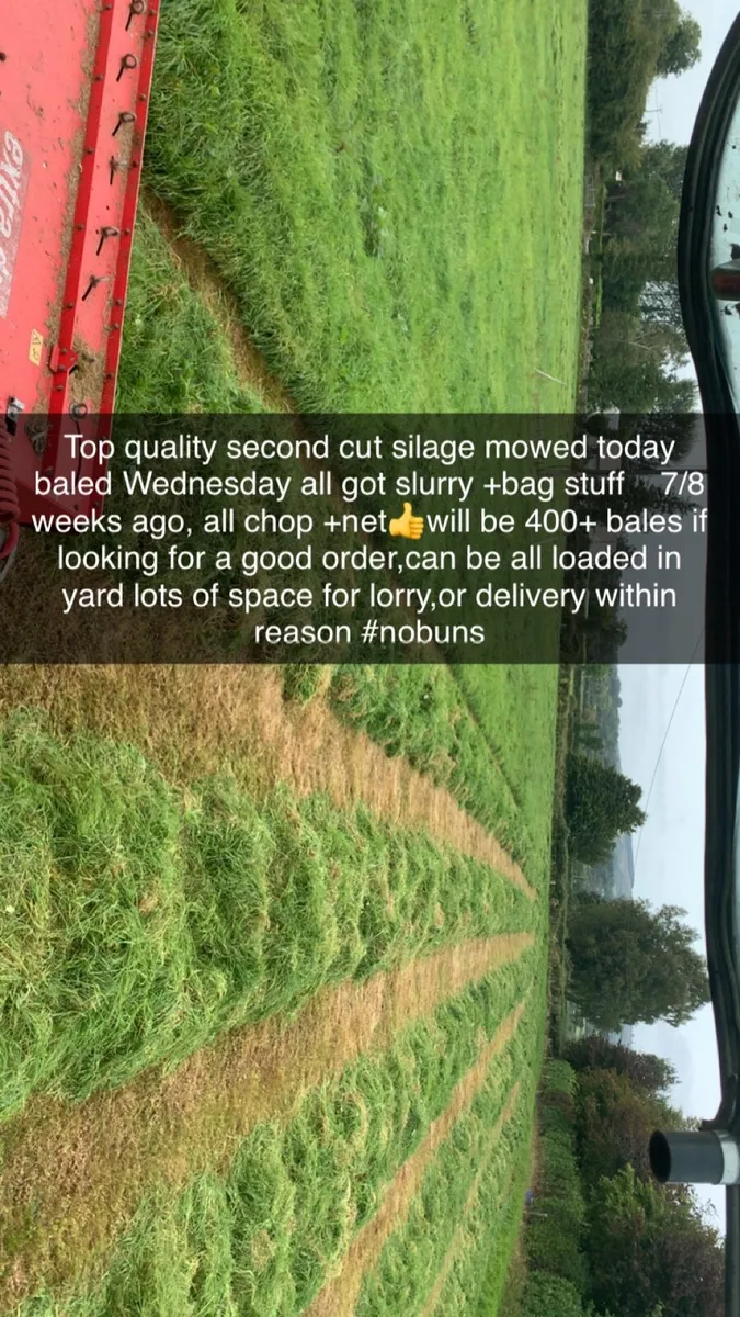 Too quailty second cut silage - Image 1