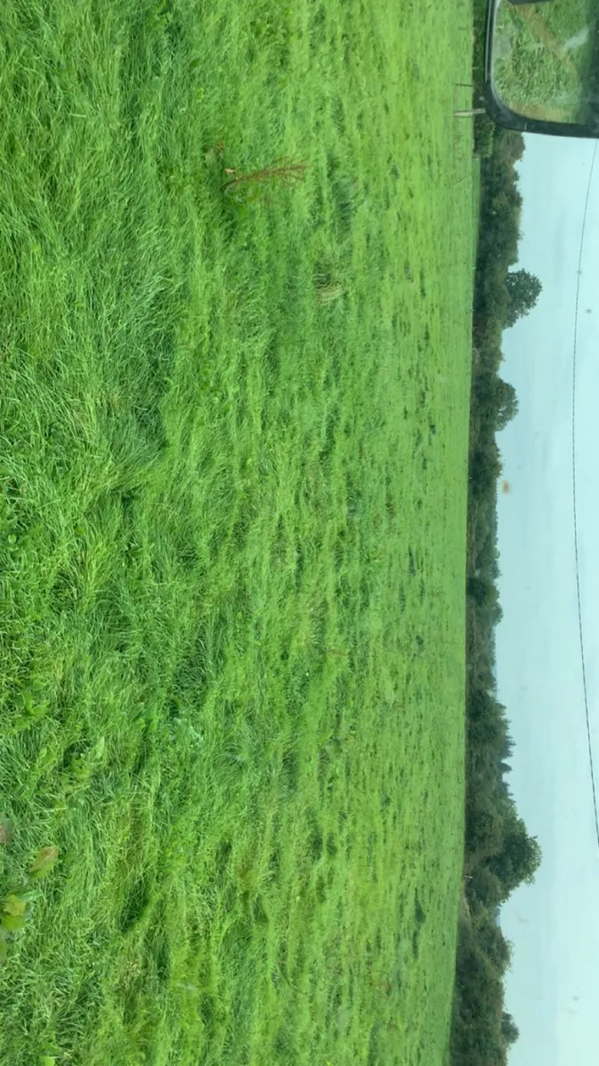Too quailty second cut silage - Image 3