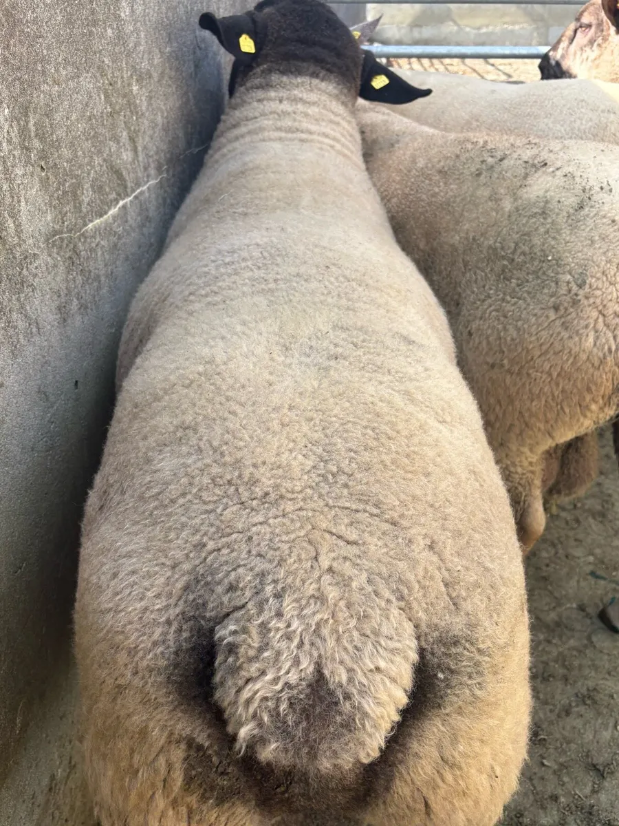 Suffolk stock ram - Image 3