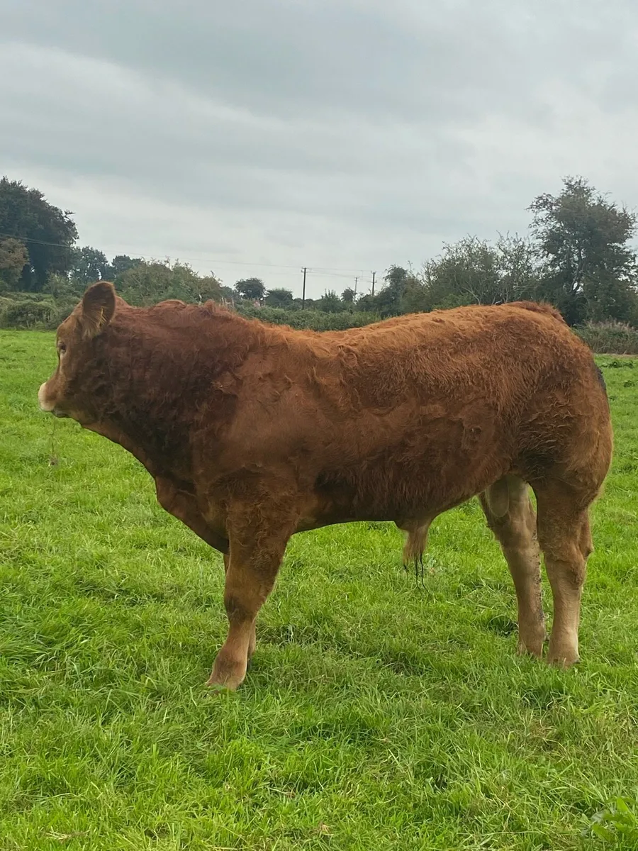 AI bred Bulls. - Image 1