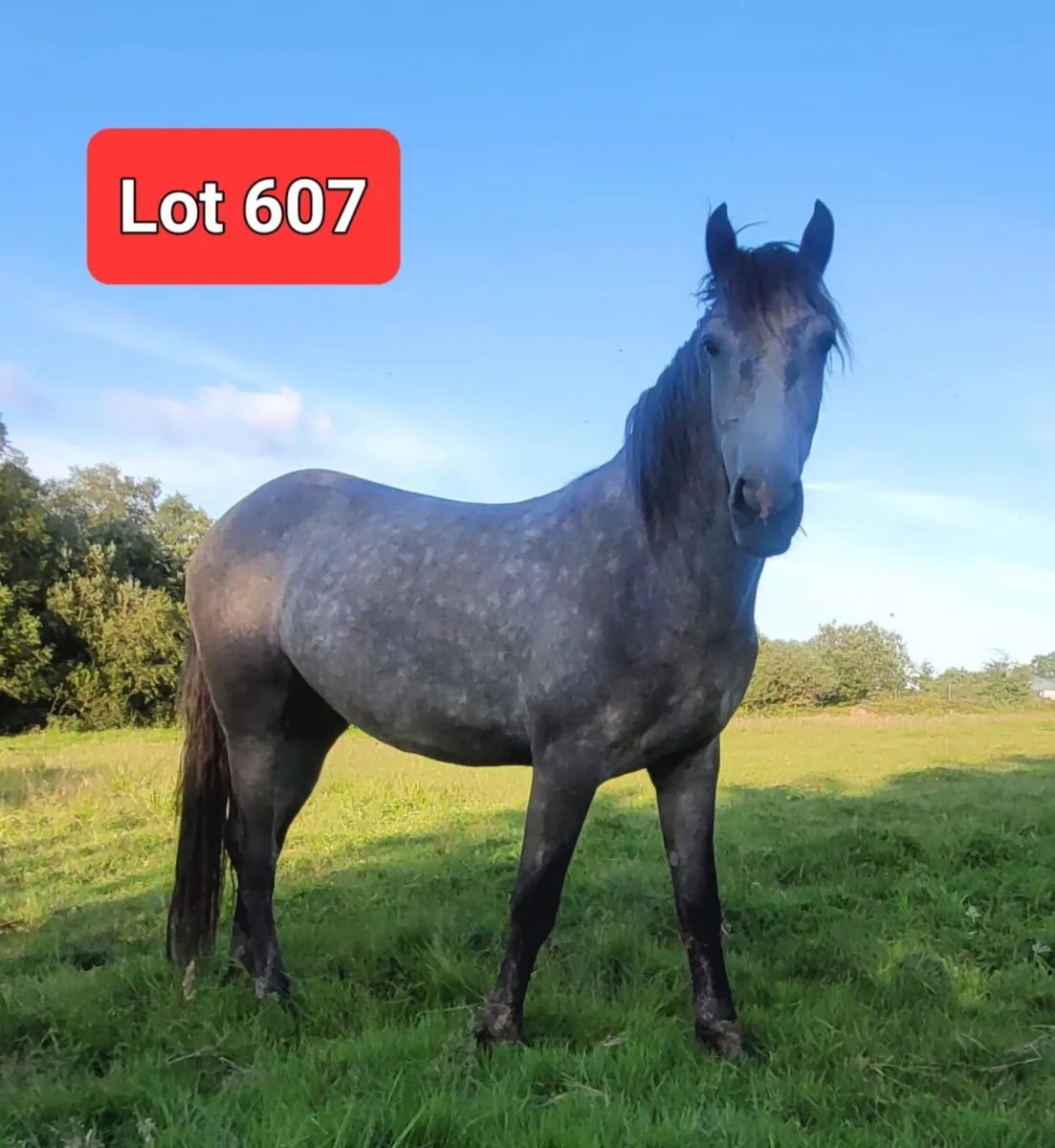 Connemara pony - Image 2