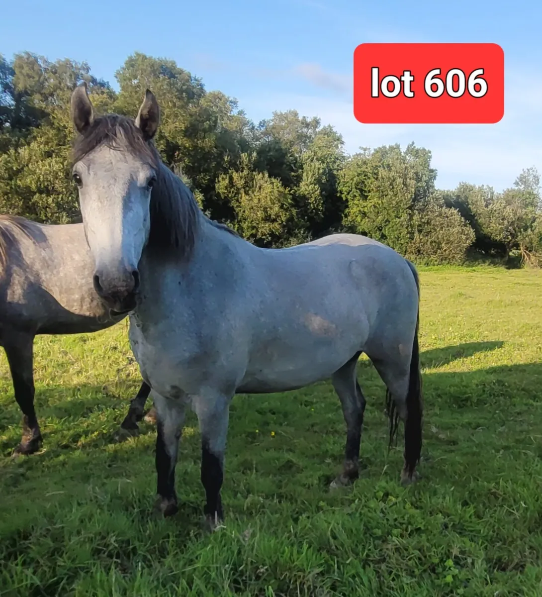 Connemara pony - Image 3