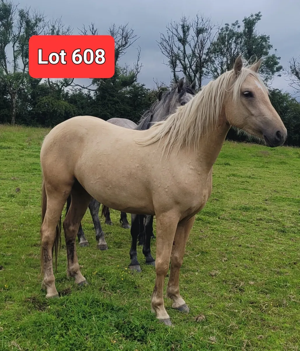 Connemara pony - Image 1