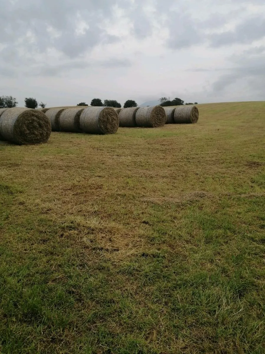 Hay for sale - Image 1