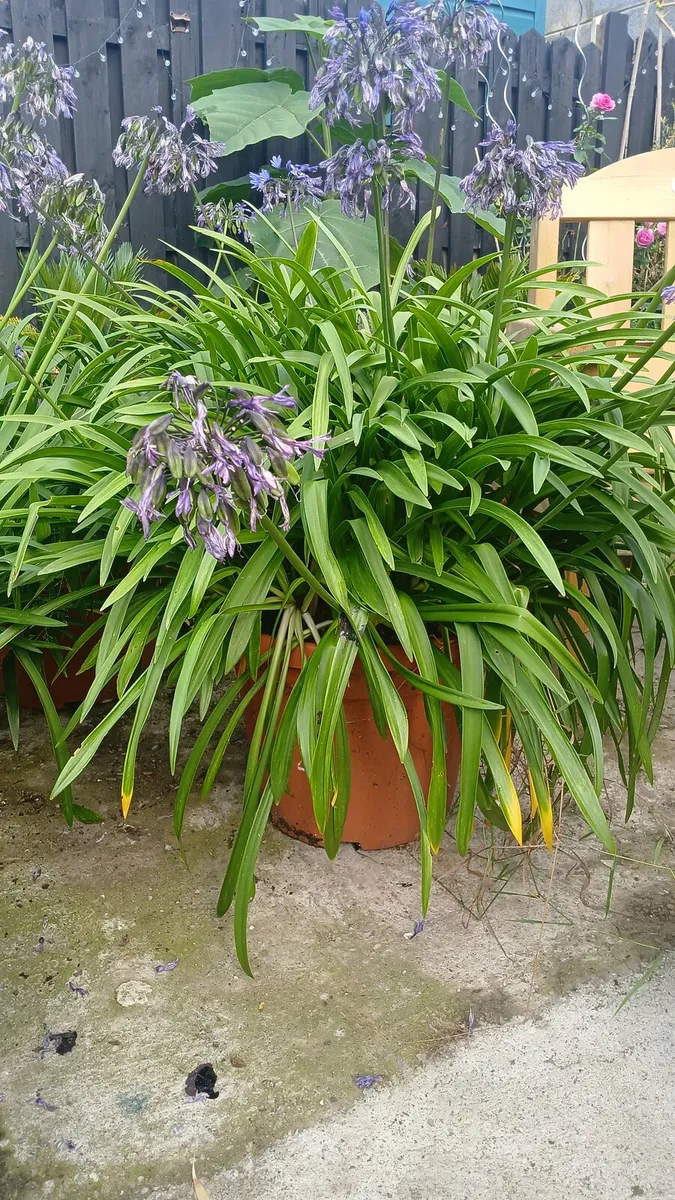 Agapanthus - Image 1