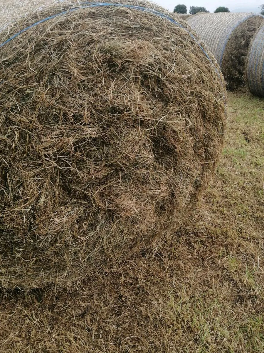 Hay for sale - Image 2