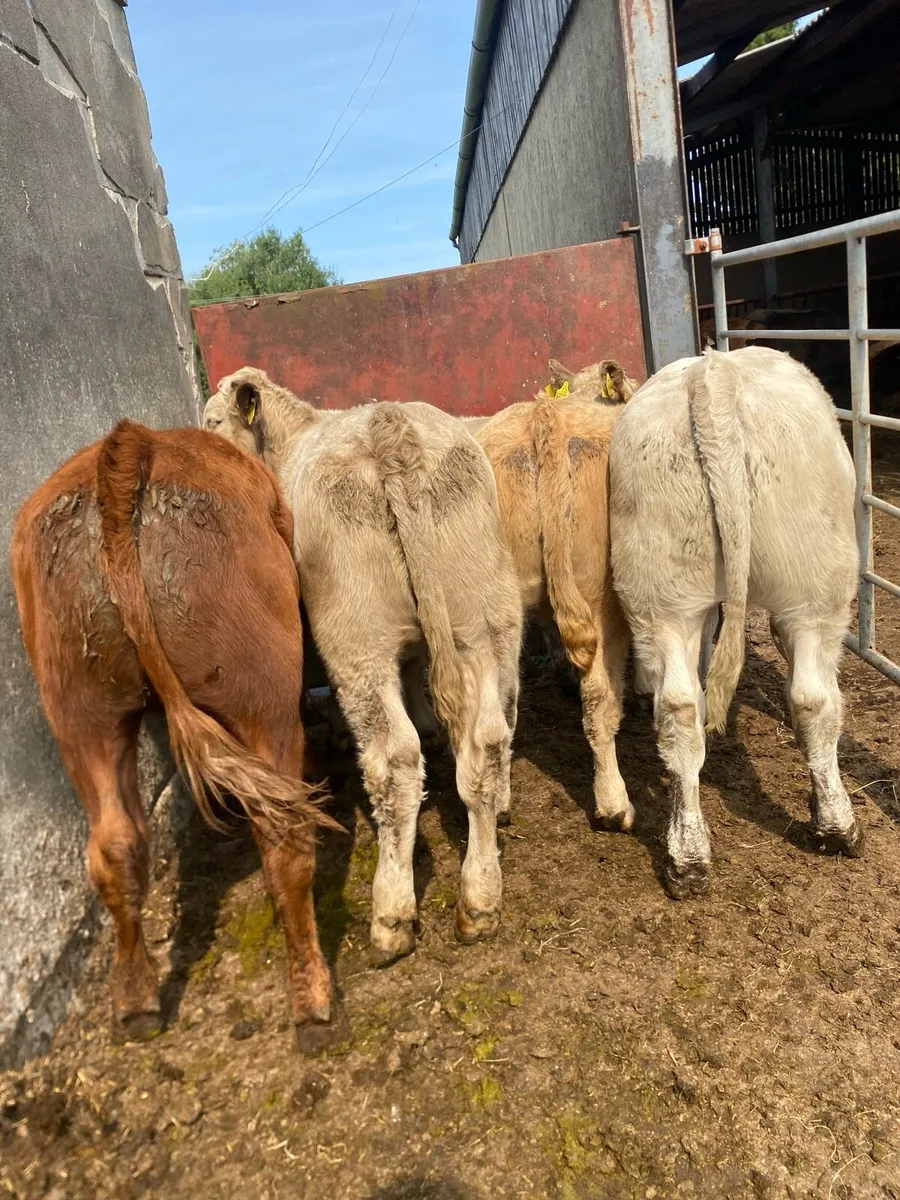 5 super heifer weanlings - Image 4