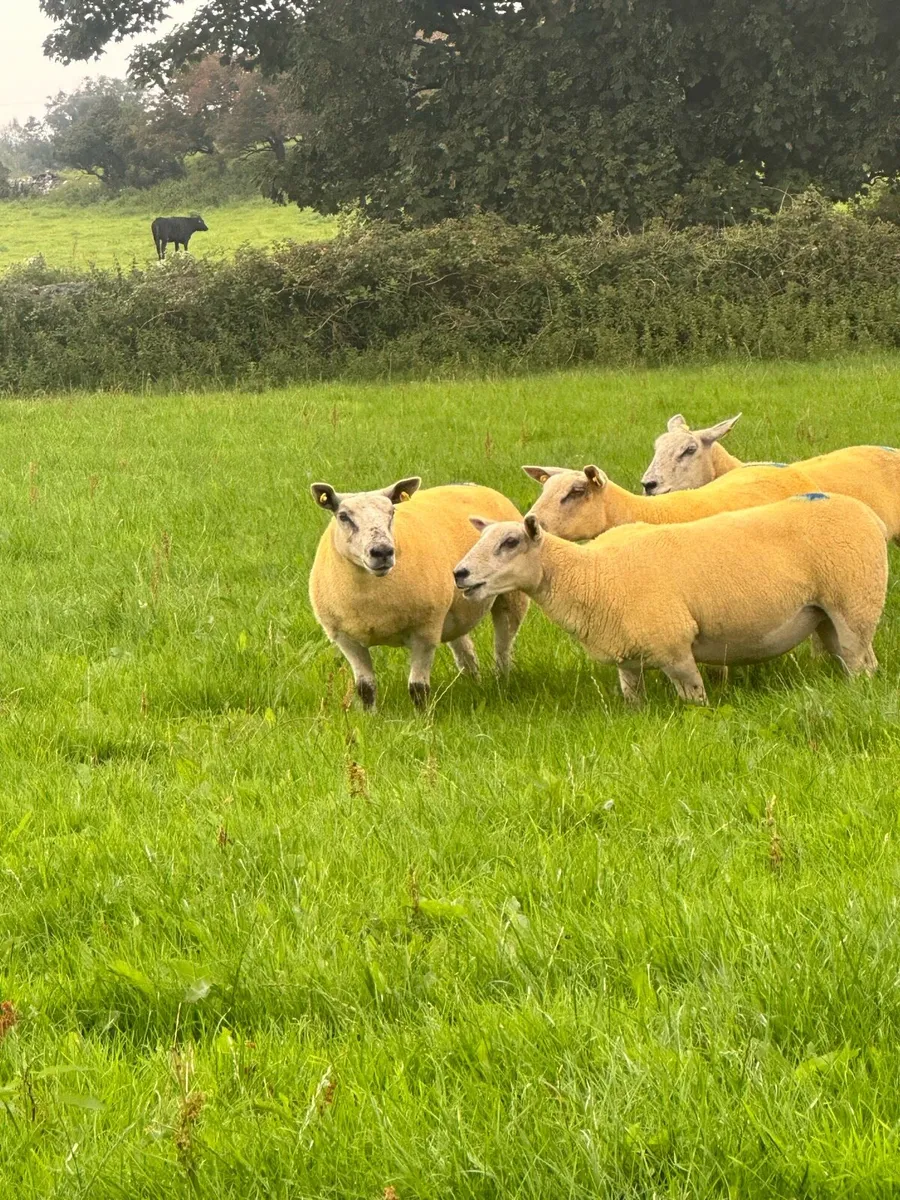 🔥Texel cross hoggets 🔥 - Image 2