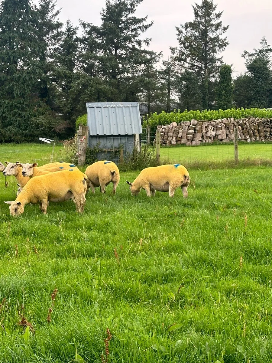 🔥Texel cross hoggets 🔥 - Image 3