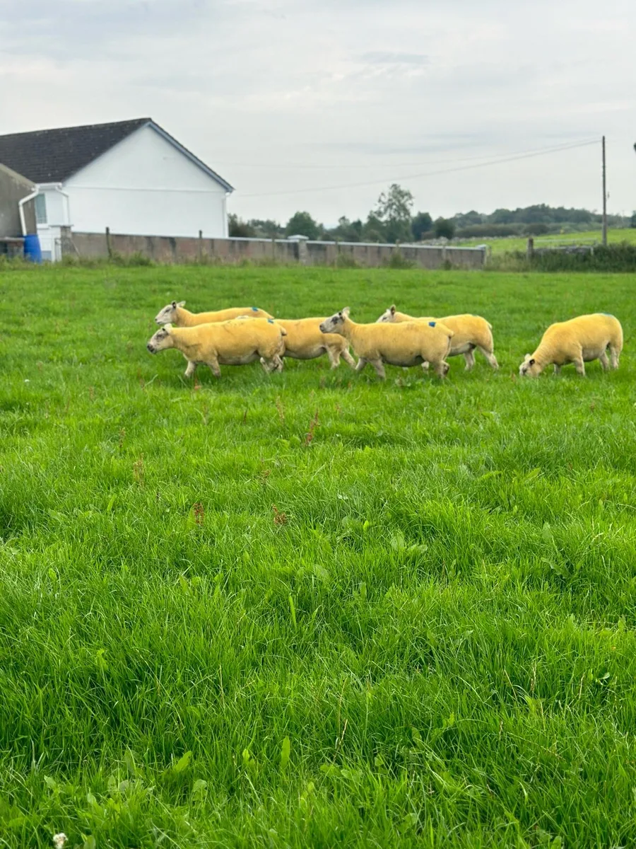 🔥Texel cross hoggets 🔥 - Image 4