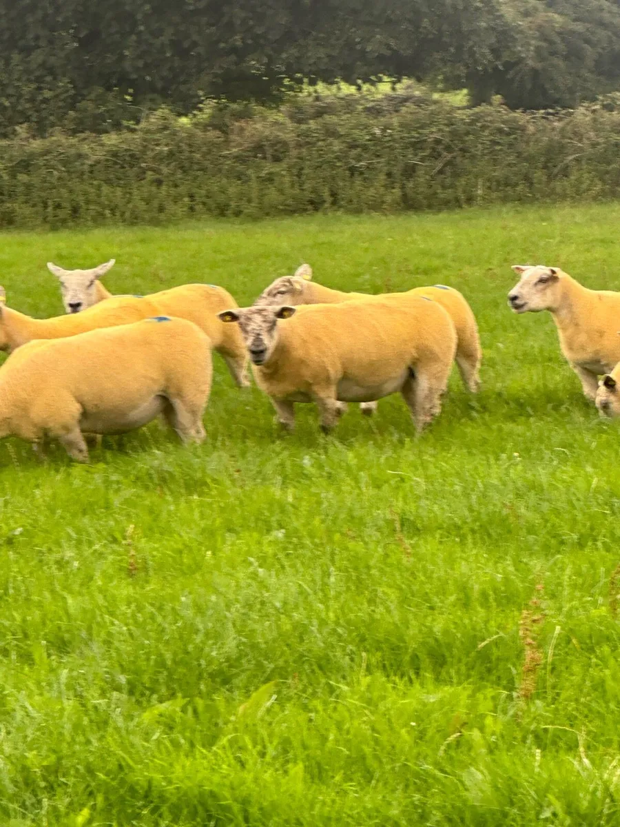 🔥Texel cross hoggets 🔥 - Image 1