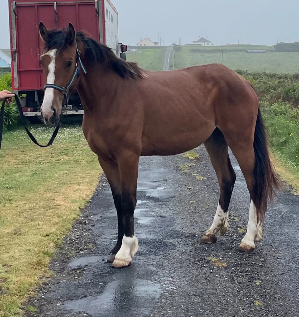 3 year old Irish Draght - Image 2