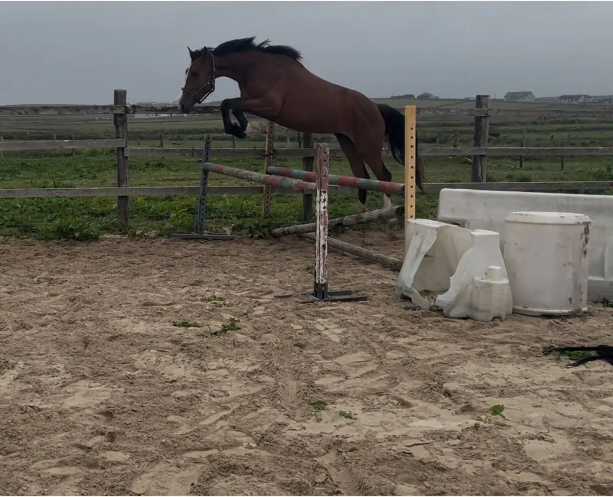 3 year old Irish Draght - Image 3