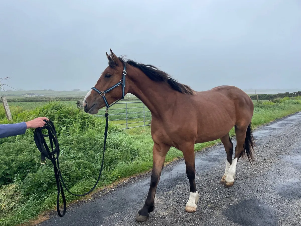 3 year old Irish Draght - Image 1