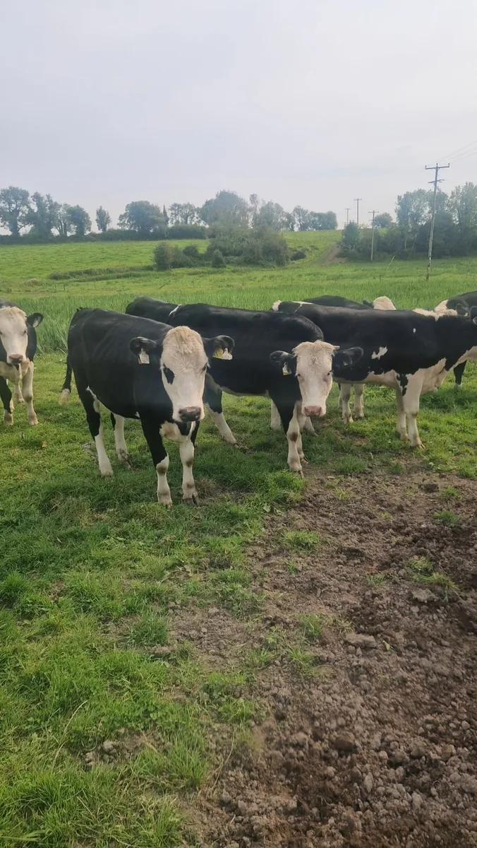 30 Hereford heifers - Image 2