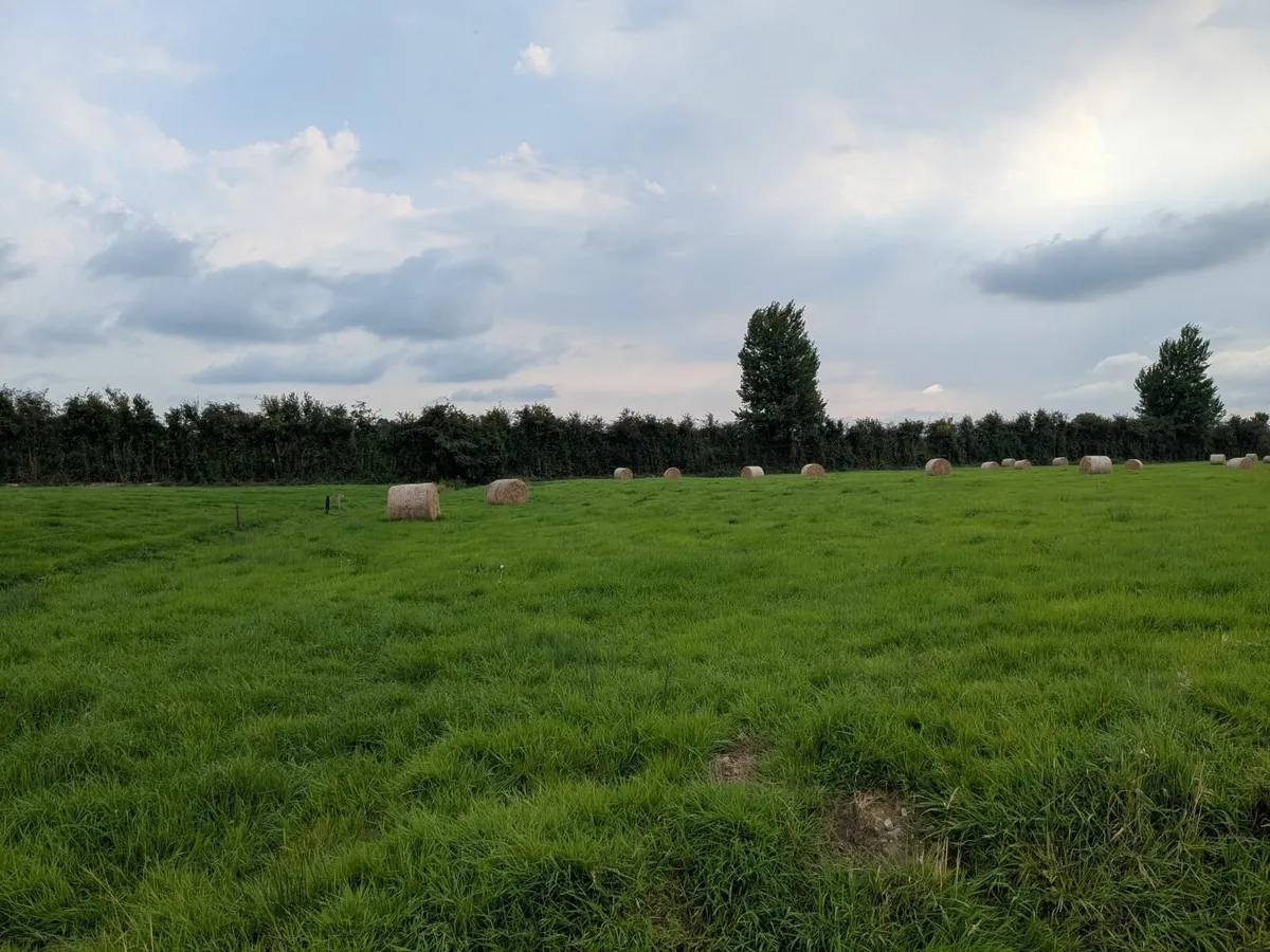Round bales of hay - Image 2