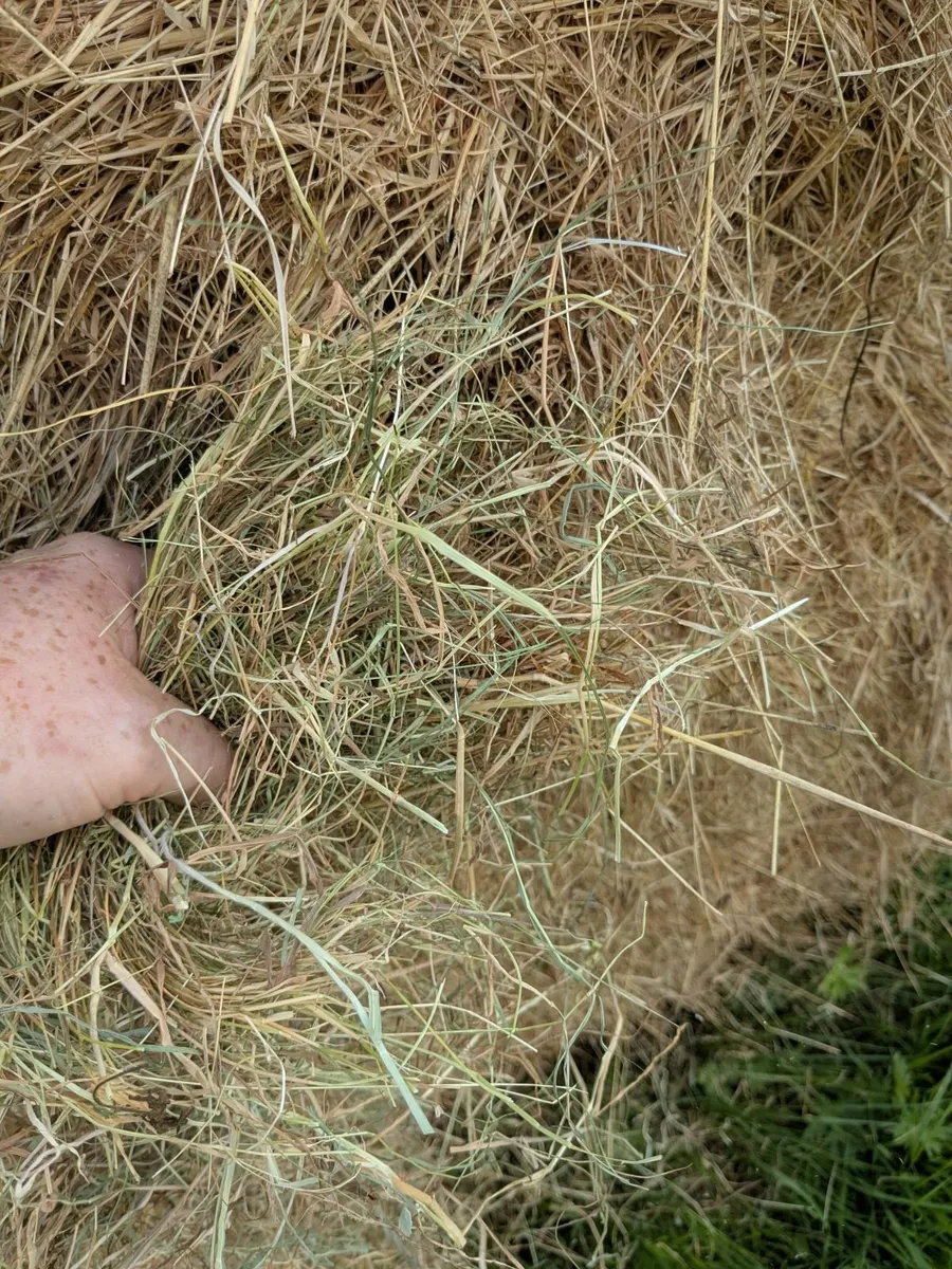 Round bales of hay - Image 1