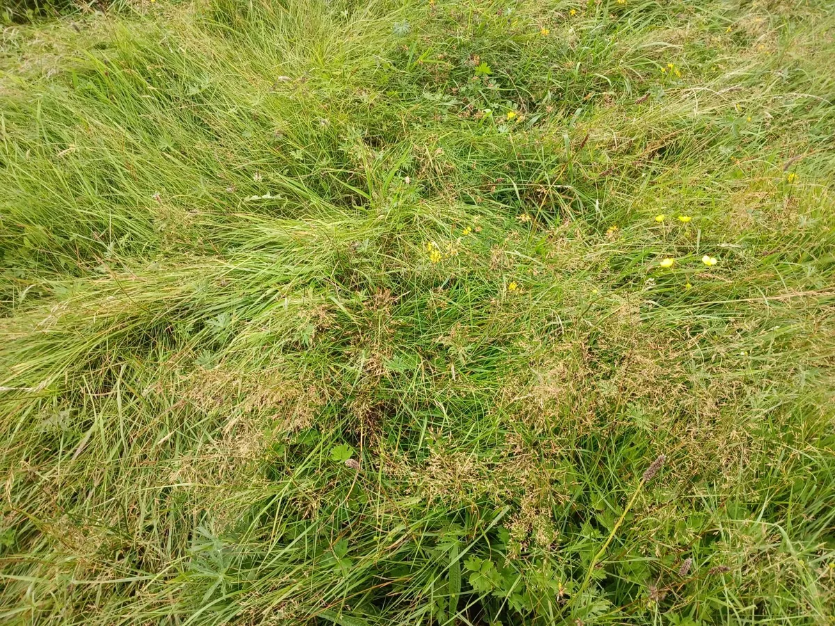Cavan town: 4.5 Acre Meadow for Sillage cutting - Image 3