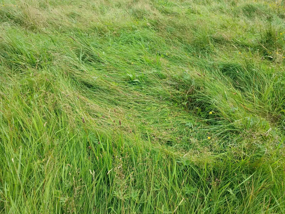 Cavan town: 4.5 Acre Meadow for Sillage cutting - Image 4
