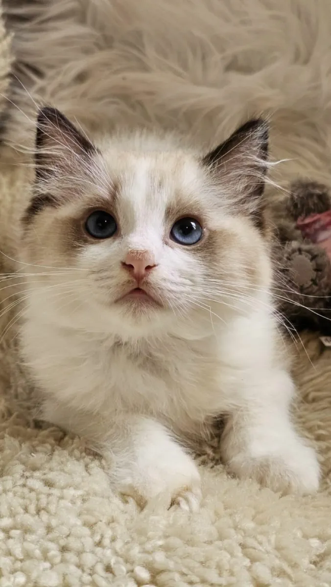 Pedigree ragdoll kittens available - Image 2