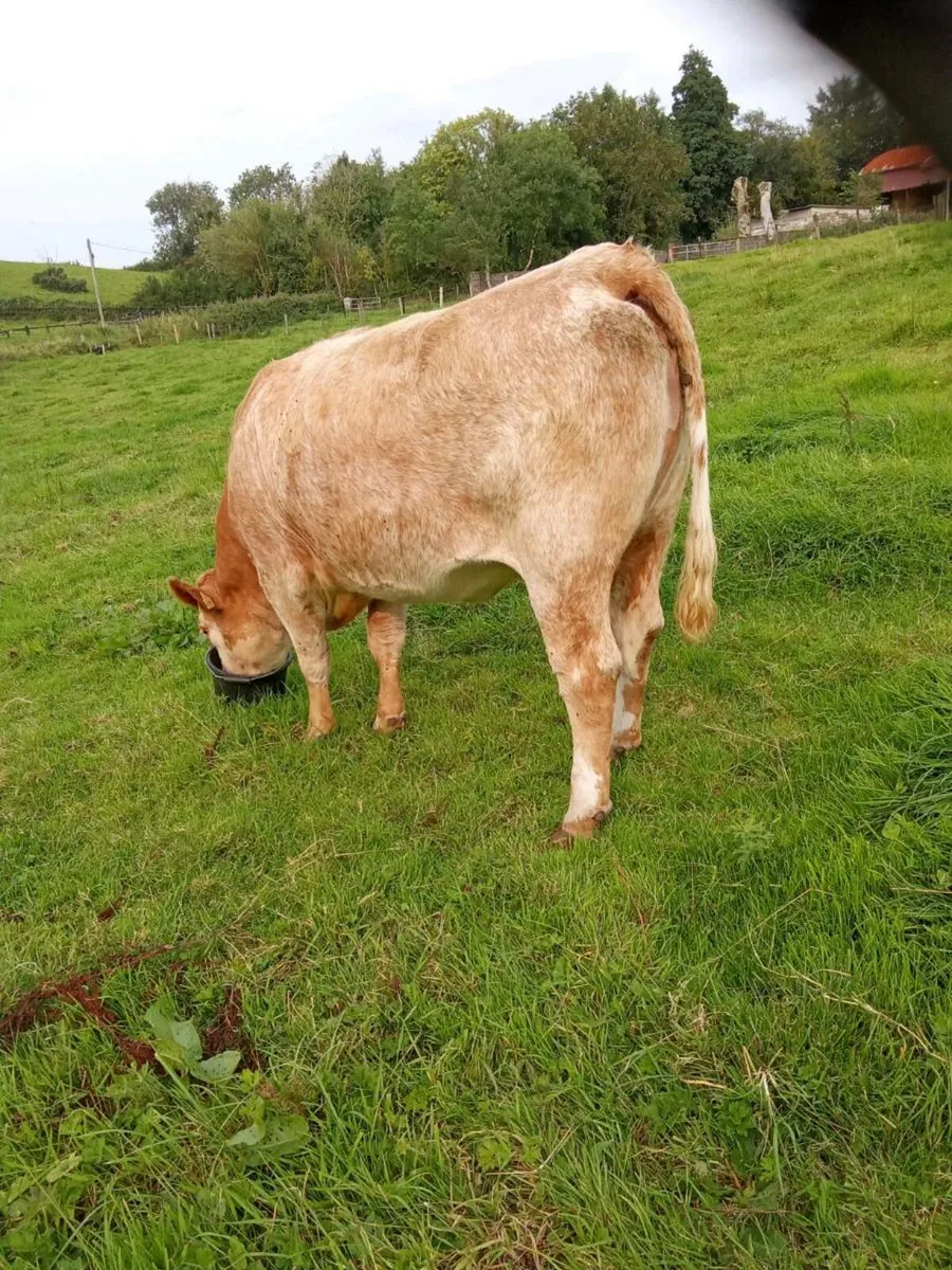 Suckler heifer - Image 2