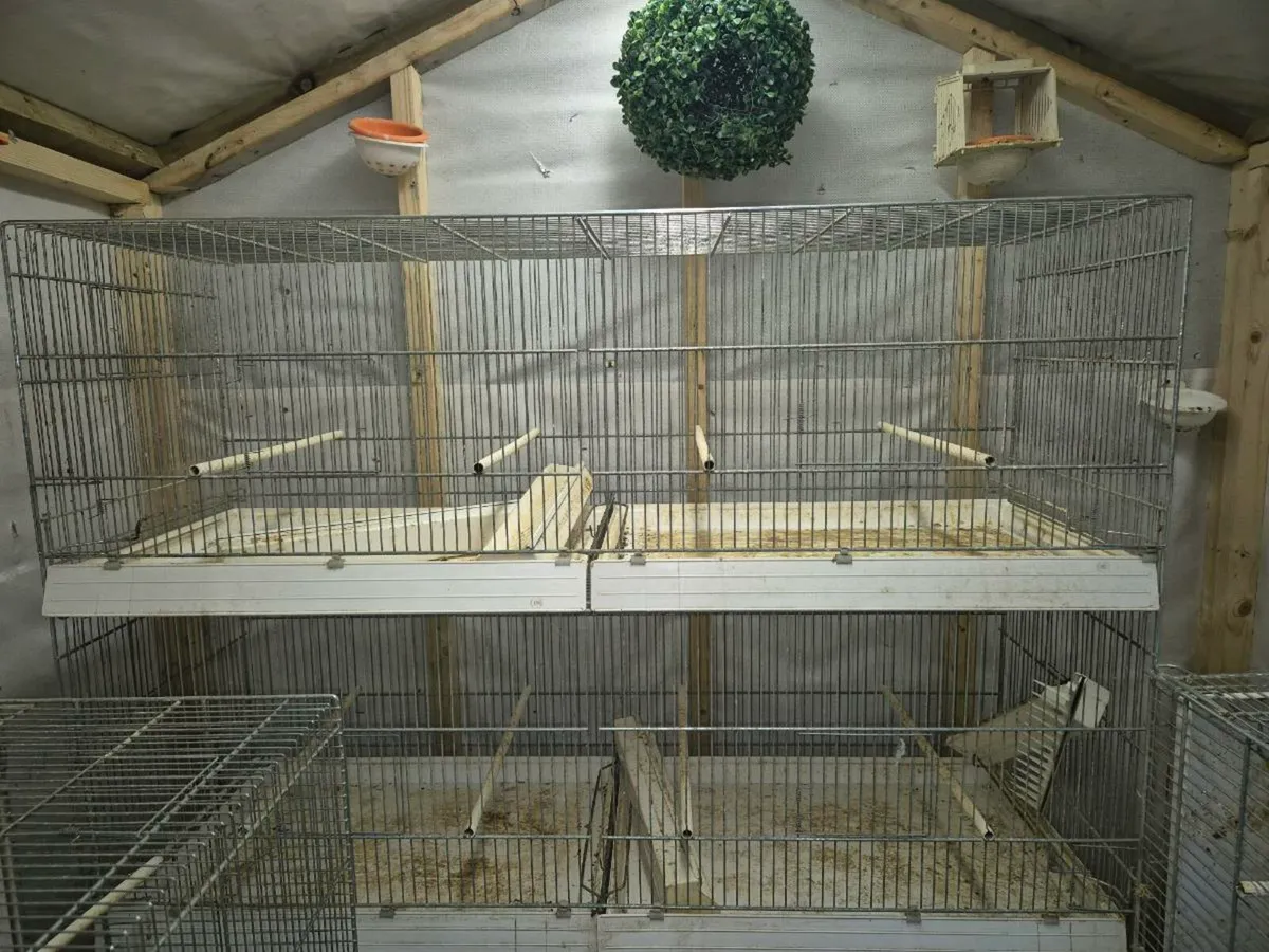 Bird cages Italian domus molinari - Image 1