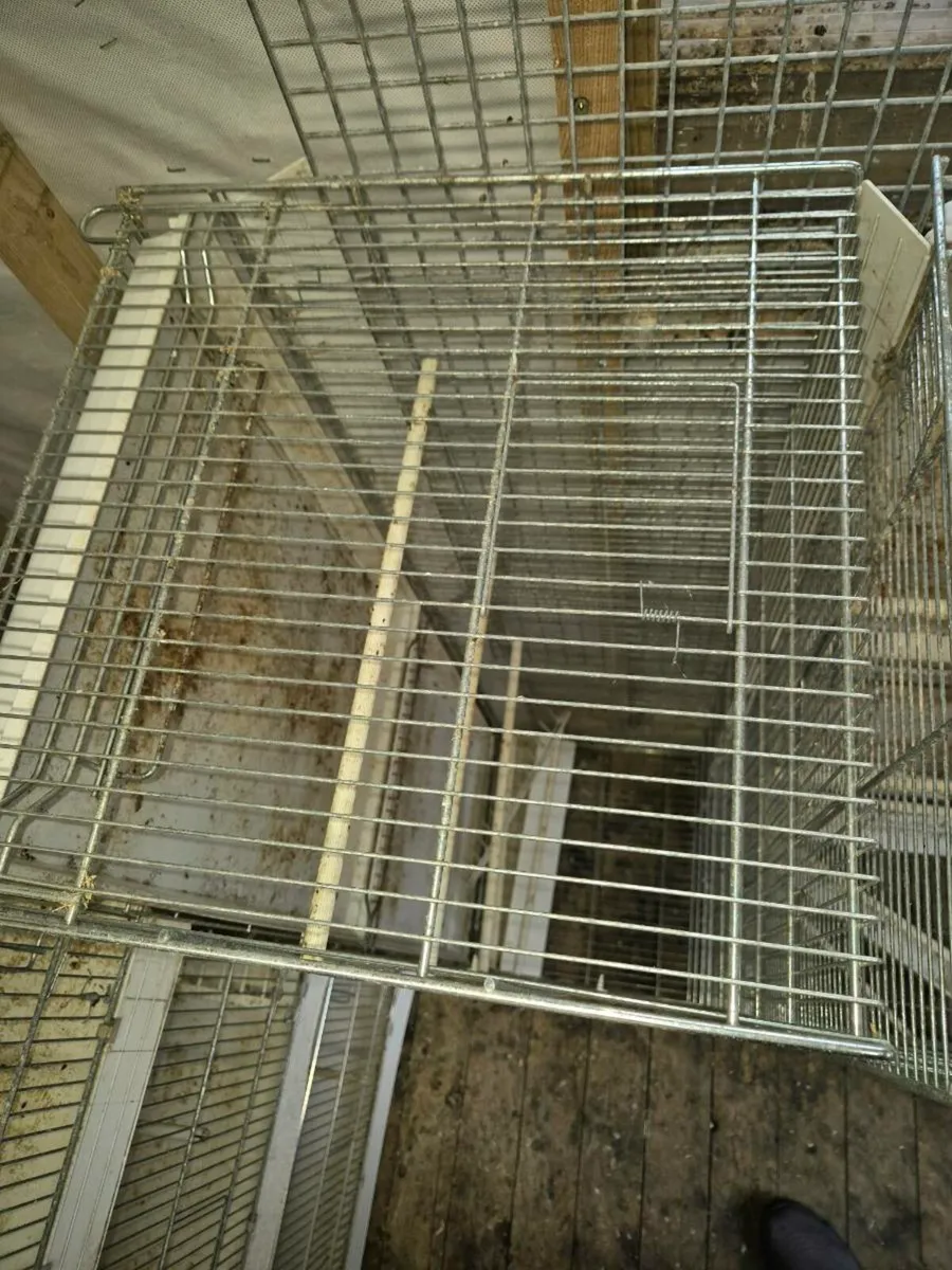 Bird cages Italian domus molinari - Image 4