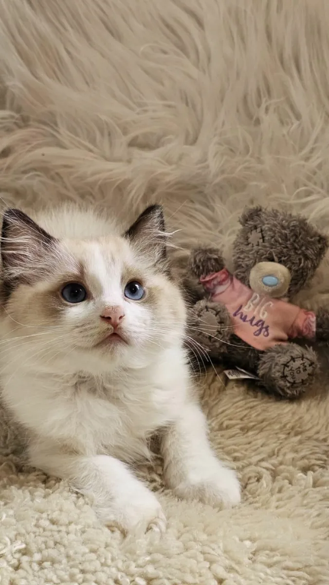 Pedigree ragdoll kittens available - Image 3