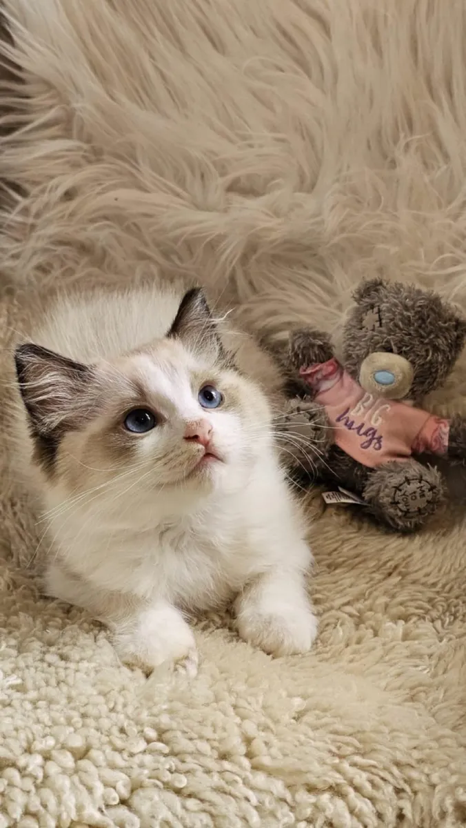 Pedigree ragdoll kittens available - Image 4