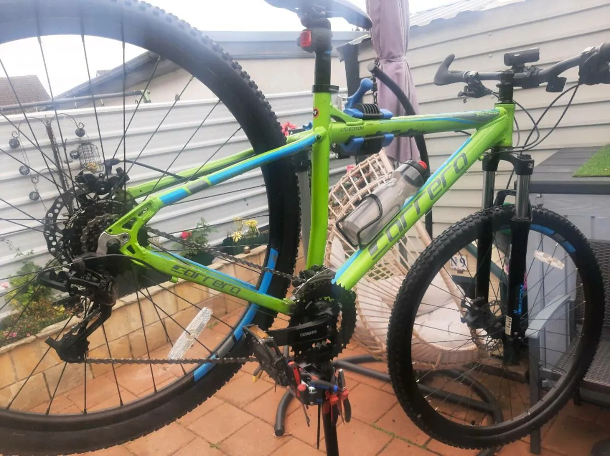 Carrera sulcata - Image 3