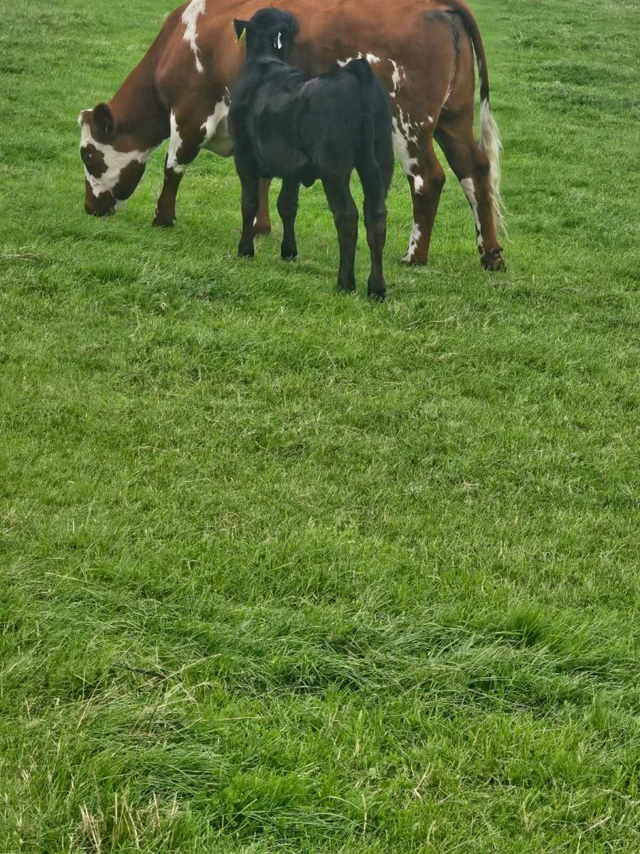 Fully Organic Cow & Calf kingscourt Mart 21st Aug - Image 3
