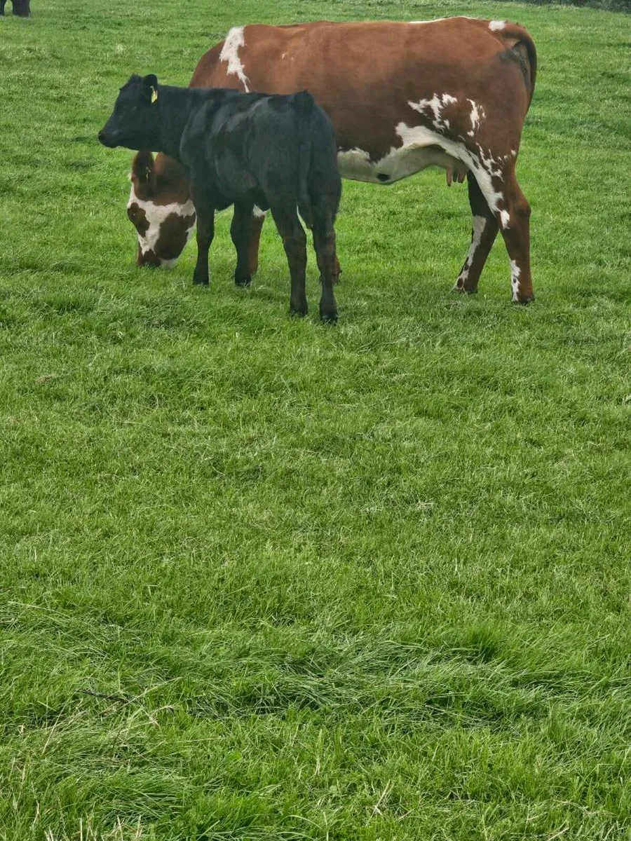 Fully Organic Cow & Calf kingscourt Mart 21st Aug - Image 4