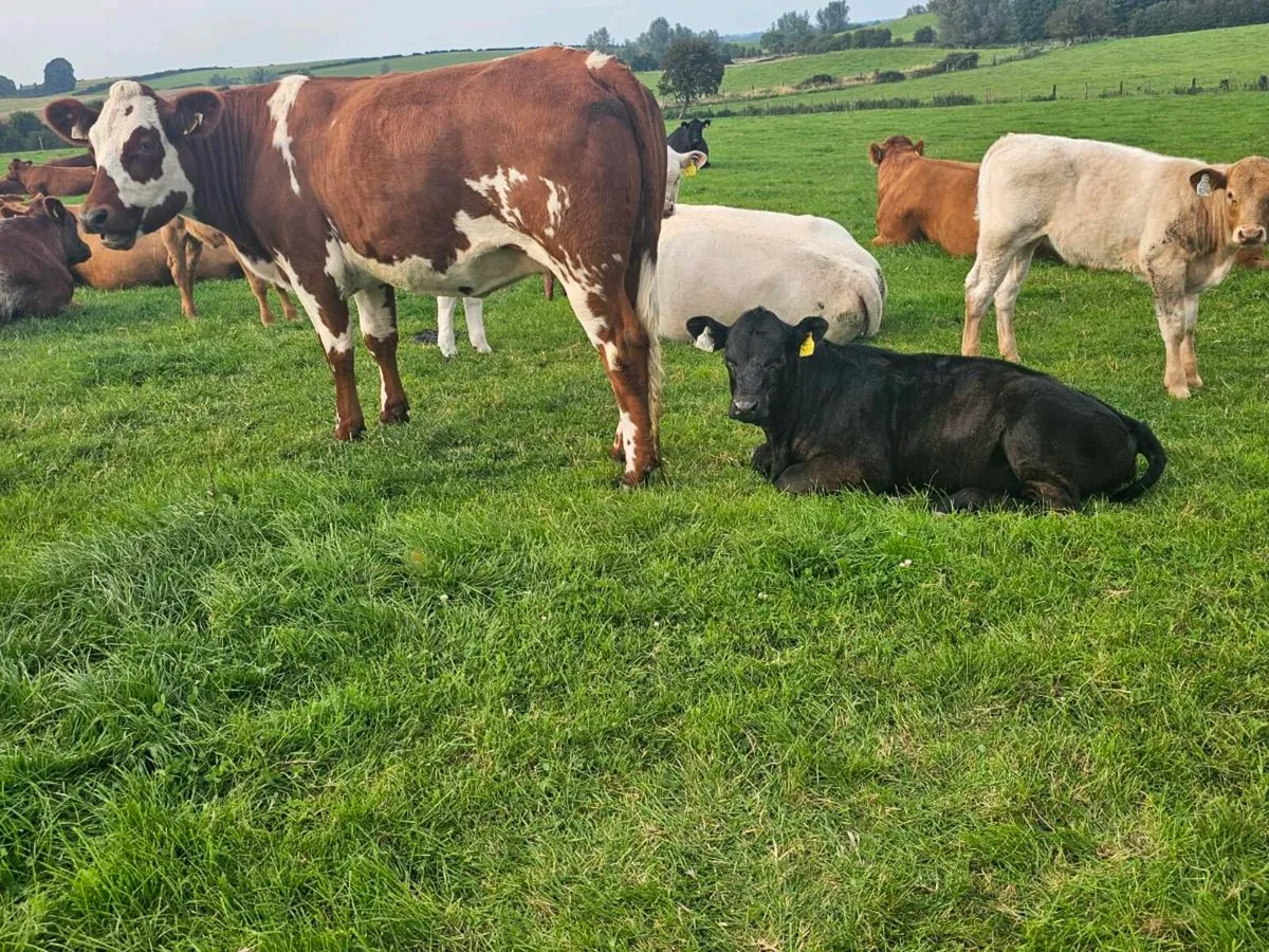 Fully Organic Cow & Calf kingscourt Mart 21st Aug - Image 2