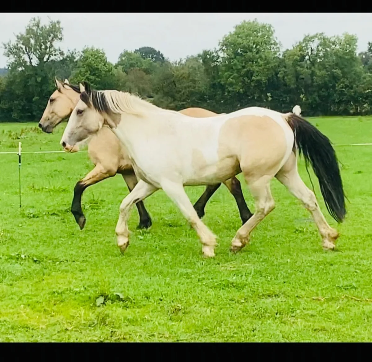 ⭐️Gelding ⭐️ - Image 1